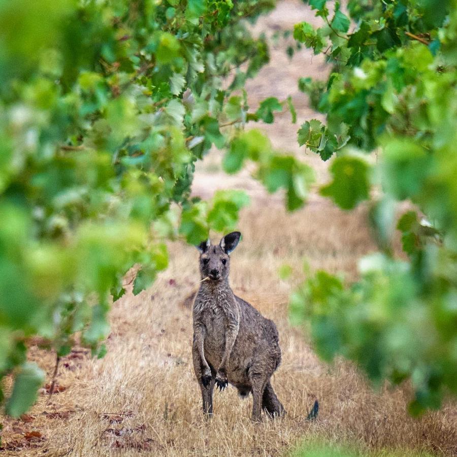 Triple Creek Guest House - Barossa Region Seppeltsfield Екстер'єр фото